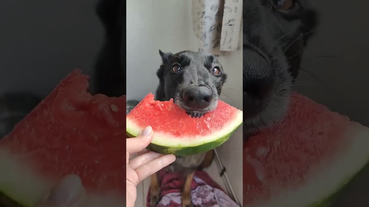 Wassermelone ohne Kerne können auch Hunde ab und zu essen #hund #shorts