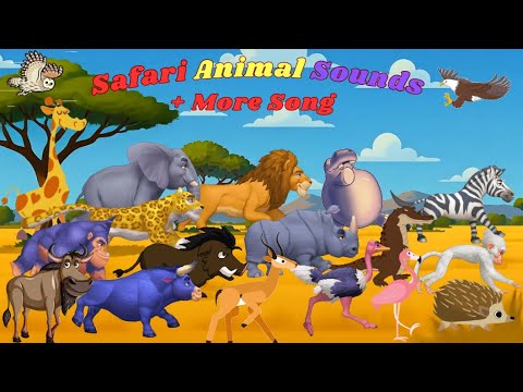 Safari Animal Sounds | ABC Animal Sounds Song + More Song | Kids TV