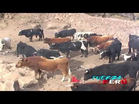 ROSITA DE  PAMPACHIRI TORIL - ORCCONTAM CCAMOLLARJANI