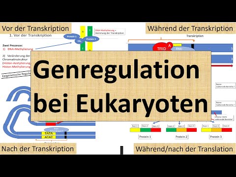 Gene regulation in eukaryotes (transcription and translation level) [Genetics, advanced level]