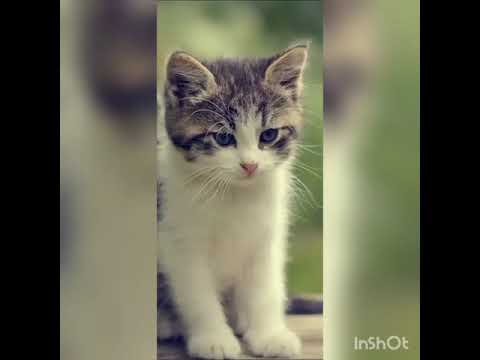 cats video (SHAHINA SHAFEER)
