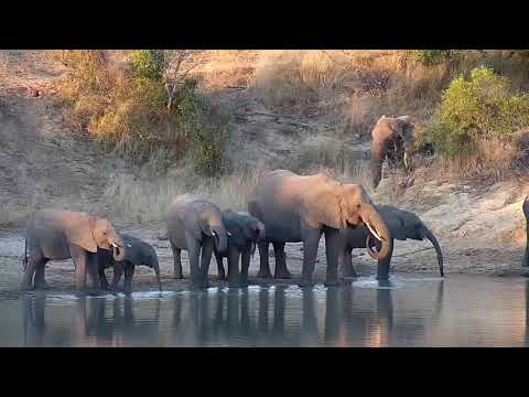 Djuma: Elephants drinking - 16:41 - 06/26/20