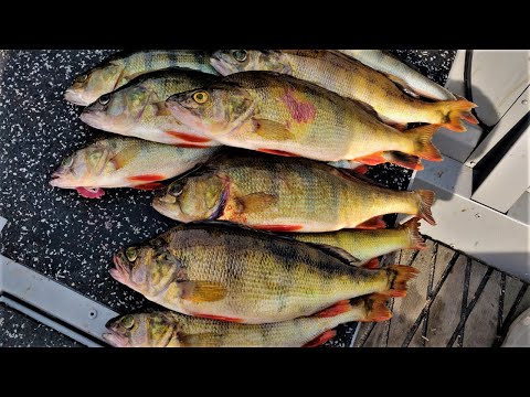 SINNIKKYYS PALKITAAN - TYÖVOITTO - ALKUSYKSYN JIGIKALASTUS