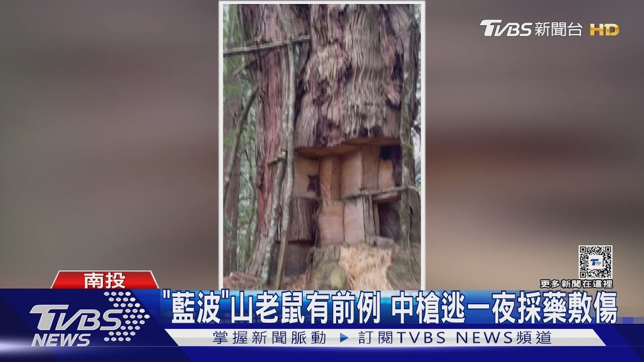 直擊山老鼠　奧萬大「馬海樸富士山」　神木遭開腸剖肚