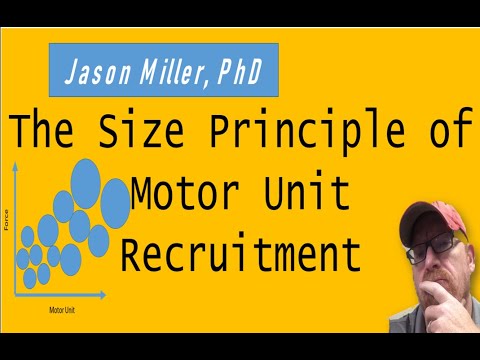 Exercise Physiology: The Size Principle of Motor Unit Recruitment