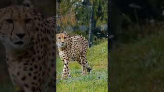 Download lagu #bag#tigers#tiktok #shorts #shot #youtube mp3