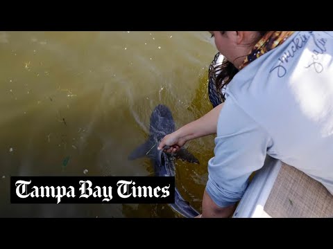 Is Crystal River a nursery for baby bull sharks? We went fishing to find out.