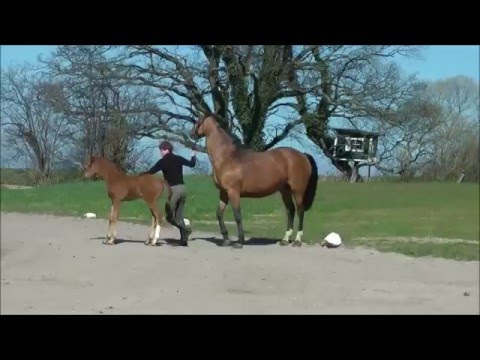 Holsteiner Stutfohlen Comme il faut- Canto- Lord- Capitano- Follywise xx