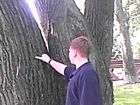 Bobby vs tree