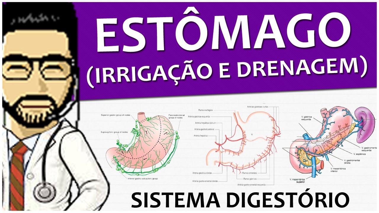 Sistema Digestório 11 - Irrigação e drenagem do estômago (vídeo aula)