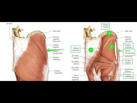 Thigh muscles posterior view 3