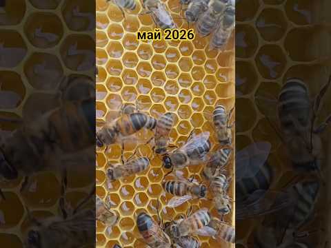 фото мёд. молочко. гомогенат. продукты пчеловодства. 0