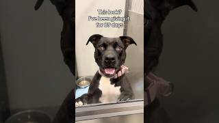 Video preview image #1 American Bulldog-American Staffordshire Terrier Mix Puppy For Sale in Huntley, IL, USA