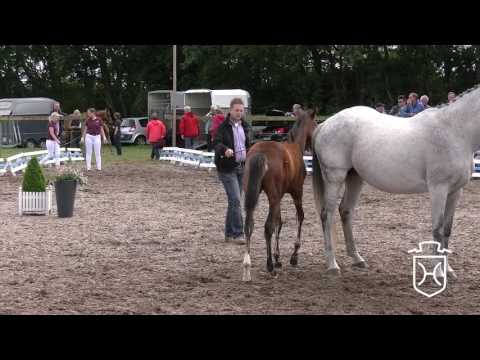 SL106CH Stutfohlen von Dinken - Clearway - Cantus