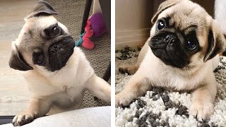 😍 These Pug Puppies Will Brighten Your Day 🐶 | Cute Puppies