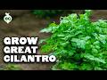 How To Grow Cilantro And Stop It From BOLTING