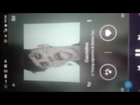 Young Signorino-Cucciolino