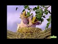 Sesame Street Episode 3978 FULL