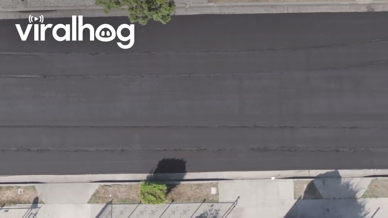 Neighbor Took the Car Out on Fresh Laid Tar || ViralHog