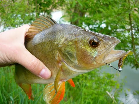 Sügér galandféreggel. Diphyllobothriasis - kezelés Diphyllobothriasis terápia Sügér galandféreggel