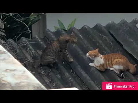 Salman Shah rukh Fight for Katrina Cat