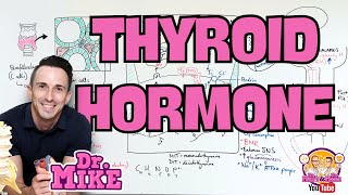 Thyroid Hormone Explained