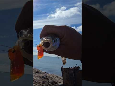Pesca de costa en Guamini 🎣🎣🎣