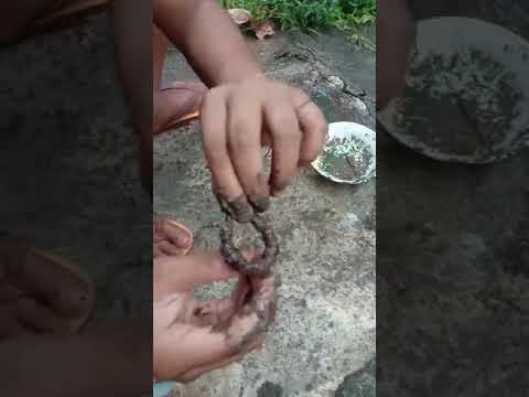 ito kong paano manghuli  ng palaka #frog #trending @hafaadai