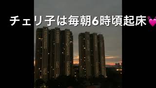チェリ子のモーニングルーティン🍒