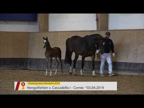 Fohlen von Cascadello I - Comte