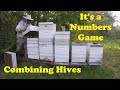 Bee Hives Need Bees for Honey | A NUC Hive Ready