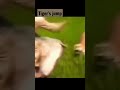 Tiger jumps on elephant #shorts #ytshorts #tiger #elephant #man #kaziranga #wildlife