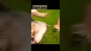 Download lagu Tiger jumps on elephant #shorts #ytshorts #tiger #elephant #man #kaziranga #wildlife mp3 Download lagu Tiger jumps on elephant #shorts #ytshorts #tiger #elephant #man #kaziranga #wildlife mp3