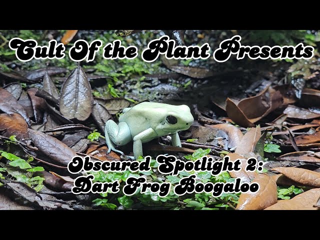 Phyllobates Terrabilis ‘Mint’ Sub Adult in Reptiles & Amphibians for Rehoming in Ottawa