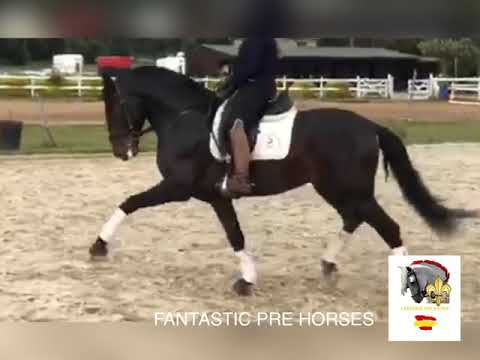 SOLD TO USA 🇺🇸 LEBRERO (PIROFREE) • TOP DRESSAGE YOUNG PRE BY FANTASTIC PRE HORSES