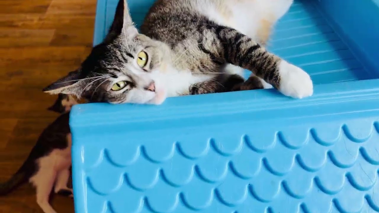 Enlarge Peachy (watch video), an adopted Domestic Short Hair in CLINTON, NJ video 6/6