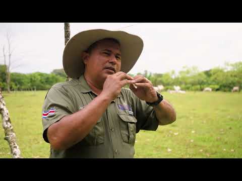 Optimizing to produce better: Mirta and Eduardo's livestock experience in Guacimo, Limón
