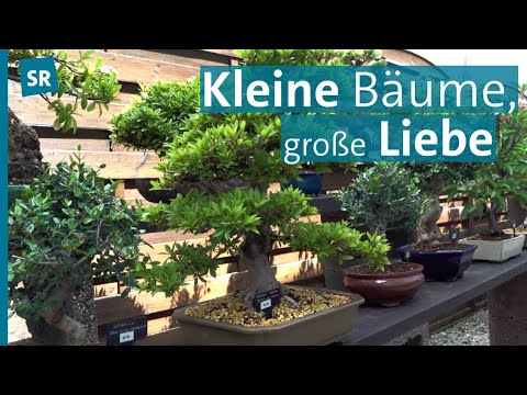 Hobby Bonsai im Saarland: Von Wurzeln und Substrat bis Schale, Schnitt und Pflege