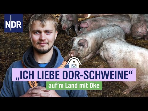 Okes Arche auf Amrum: Wie das Leicoma Schwein auf die Insel kam | NDR auf'm Land mit Oke | Folge 4