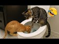 Try Not To Laugh The Funniest Animals Part 19