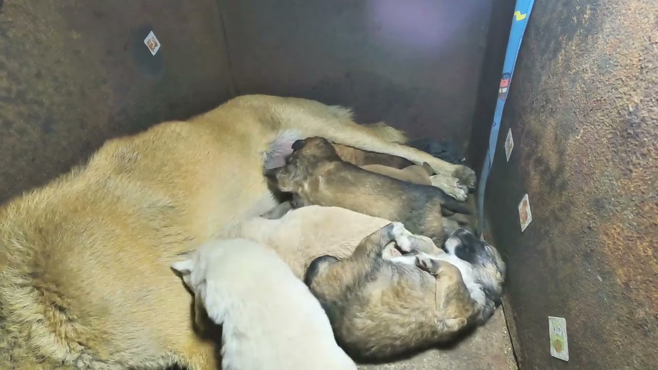 Hungry Puppies Feeding Time - Cute Milk Madness!
