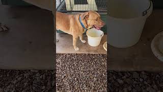 Video preview image #1 Mutt Puppy For Sale in Clinton, OK, USA