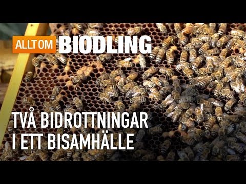 Två bidrottningar i ett bisamhälle - Biodling