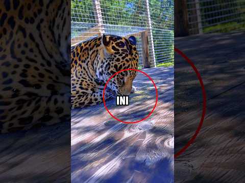 Tanaman paling di sukai Kucing😂