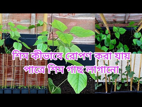 , title : 'How to grow Hyacinth Bean/Shim/Uri | Planting out Bean | Bangla Shokher Bagan 2021 | শিম রোপণ'