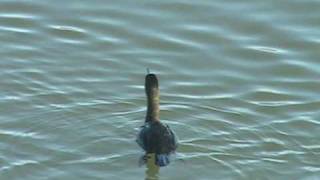 preview picture of video 'European shag (first winter) in Norfolk'