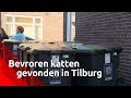 Buurtbewoners geschokt door vondst verminkte en dode katten