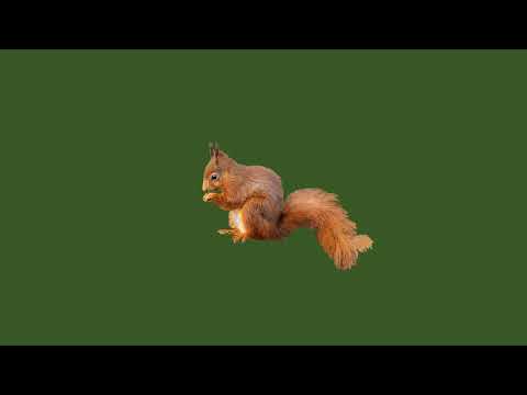 Футаж хромакей белочка 2