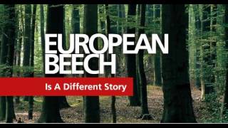 European beech