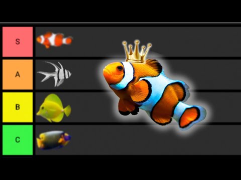 Ranking The BEST Saltwater Aquarium Fish